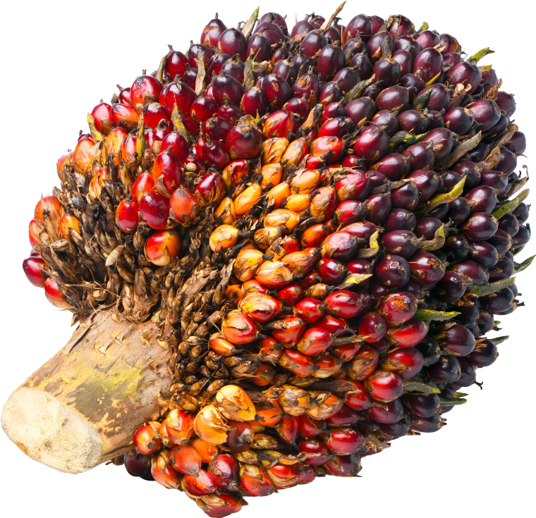 Cacho de frutos da palma colhido para produção de óleo na Vila Nova Agroindustrial